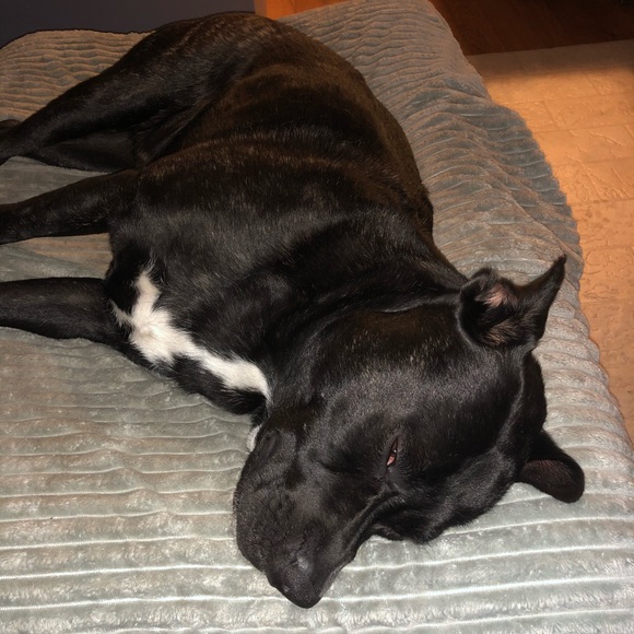 Meet your Posher, Jake - Picture 1 of 1